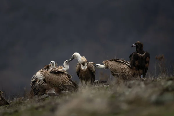 Griffon Vultures Matting Rhodope Mountains Rare European Griffon Vulture Mountains — Stock Photo, Image