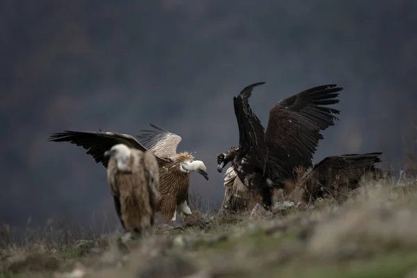 Cinereous Vulture Fighting Griffon Vultures Rhodope Mountains Rare Black Vulture — Stock Photo, Image
