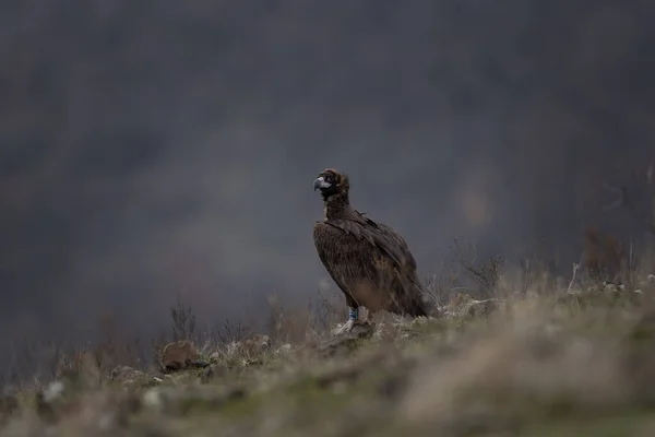 罗德普山脉的松果体秃鹫栖息在地面上 山中罕见的黑色秃鹫 保加利亚山区的黑色秃鹫 — 图库照片