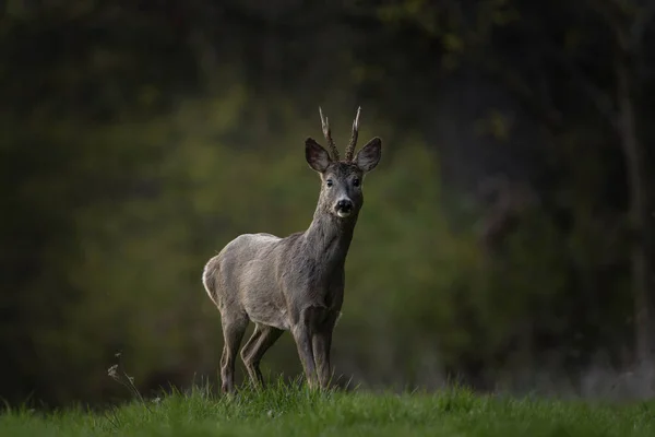 ラッピングタイムのロー ディア 鹿は影に留まっている ヨーロッパ自然 — ストック写真