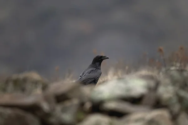 Corbeau Commun Sur Terrain Dans Les Montagnes Rhodopes Corvus Corax — Photo