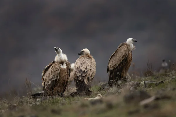 Griffon Vultures Sitting Rhodope Mountains Gyps Fulvus Looking Food Massive — Stock Photo, Image