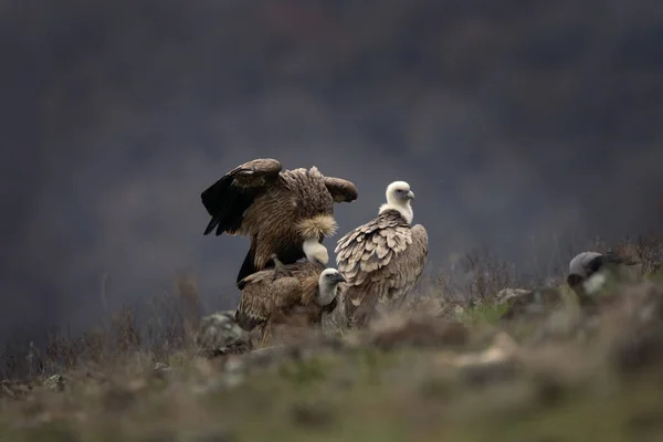 Abutres Griffon Estão Sentados Nas Montanhas Rhodope Gyps Fulvus Estão — Fotografia de Stock