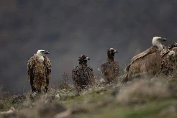 Cinereous Vulture Sitting Griffon Vultures Rhodope Mountains Rare Black Vulture — Stock Photo, Image