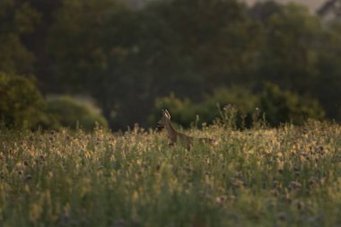 Yaz otlağında Roe geyiği. Azgınlık mevsiminde geyik. Avrupa vahşi yaşamı.
