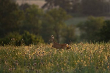 Yaz otlağında Roe geyiği. Azgınlık mevsiminde geyik. Avrupa vahşi yaşamı.