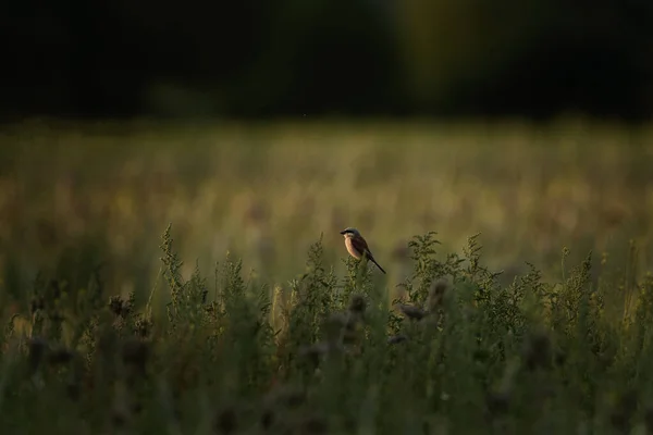 Shrike Apoiado Vermelho Está Sentado Planta Durante Pôr Sol Vida — Fotografia de Stock