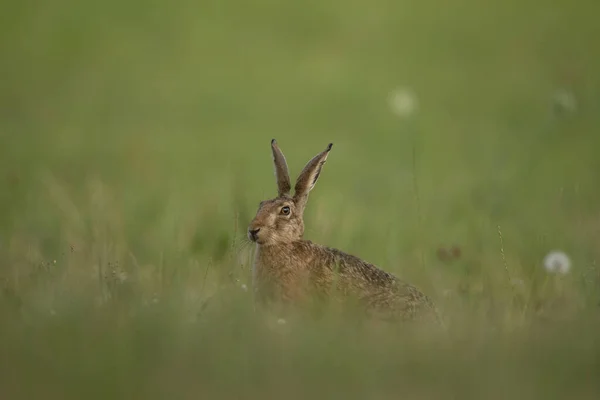 European hare on the spring meadow. Hare is feeding on the grass. European wildlife.