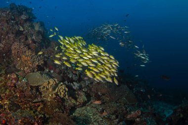 Raja Ampat 'taki deniz yatağında Lutjanus harabeleri. Endonezya 'daki dalış sırasında altın çizgili levrek. Dibe yakın sarı balık sürüsü. 