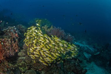 Raja Ampat 'taki deniz yatağında Lutjanus harabeleri. Endonezya 'daki dalış sırasında altın çizgili levrek. Dibe yakın sarı balık sürüsü. 