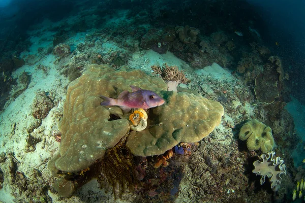 암팟의 바닷가에 인도네시아에서 다이빙 Parupeneus Multifasciatus 순수한 물고기는 산호에 누워있다 — 스톡 사진