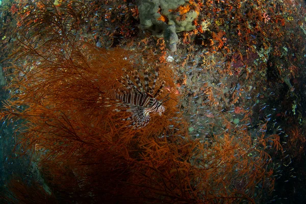 Devil Firefish Seabed Raja Ampat Common Lionfish Dive Indonesia Lionfish — Stock Photo, Image
