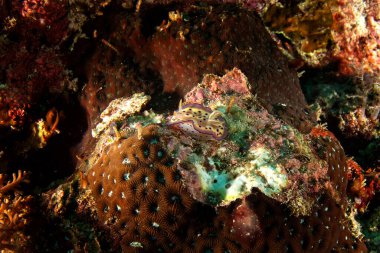 Kunie 'nin kromodorisi Raja Ampat' ta deniz tabanında. Endonezya 'da dalış sırasında Chromodoris kuniei. Mercan resifinde mor ve sarı çıplak dal.. 