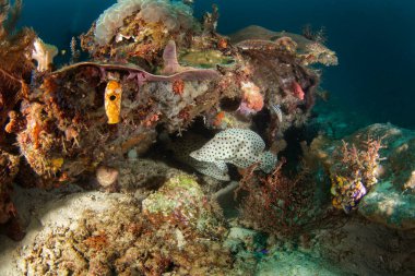 Raja Ampat 'ta deniz tabanında kambur balina. Dalış sırasında Cromileptes altivelis. Barramundi mercanların yanında yüzüyor. Siyah benekli beyaz balık mercanların arasında saklanıyor.. 