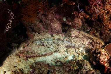 Raja Ampat 'ta deniz tabanında timsah balığı. Endonezya 'daki dalış sırasında Cymbacephalus Beauforti. Timsah kafası mercanların üzerinde saklanıyor..