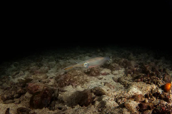암팟의 바닷가에 오징어 인도네시아에서 다이빙하는 Sepioteuthis Lessoniana 오징어는 콜러를 바꾸고 — 스톡 사진