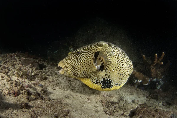 在Raja Ampat的海底绘制地图 夜间潜水时吞食河豚 Kesho Fugu在珊瑚附近游泳 肥大的黄鱼慢慢地在海底游动 — 图库照片