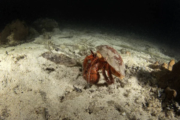 White Spotted Hermit Crab Seabed Raja Ampat Dardanus Megistos Dive — Stock Photo, Image