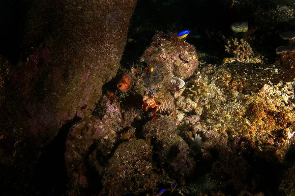 Peacock mantis shrimp on the seabed in Raja Ampat. Odontodactylus scyllarus during dive in Indonesia. Shrims with fast pincers is hiding on the coral.