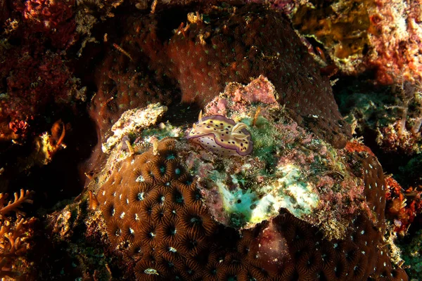 쿠니의 크로모도리스가 암팟의 바닷가에 있었어 인도네시아에서 다이빙하는 크로모도리스 쿠에이에이 산호초에 — 스톡 사진