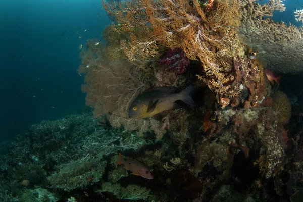 安帕塔海底的巨大甜蜜的嘴唇 印度尼西亚潜水过程中的扁桃体 两个带条纹的甜嘴唇隐藏在珊瑚下 底部有黄腹的黑鱼 — 图库照片