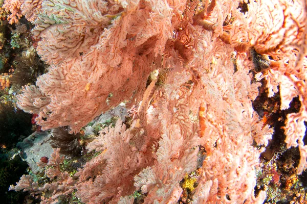 암팟의 바닷가에서 인도네시아에서 다이빙하는 Cirrhitichthys 앞치마 스레드핀 피쉬는 산호에 숨어있다 — 스톡 사진