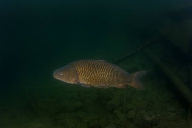 Sazan karanlık suda yüzüyor. Dalış sırasında gölde dev bir cyprinus carpio vardı. Dibe yakın sazan balığı. Avrupa suyu.