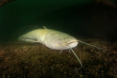 Wels yayın balığı karanlık sularda yüzüyor. Gölde büyük beyaz silurus bezi var. Gölde balık avcısı var. Dalış sırasında nadir albino yayın balığı. Avrupa suyu.