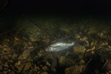 Rutilus hamamböceği gece dalışı sırasında. Roach gölün dibinde yüzüyor. Tatlı suda gece dalışı. 