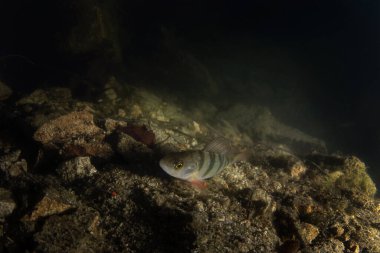 Gece dalışı sırasında Avrupa levreği. Tünek gölün dibinde yüzüyor. Tatlı suda gece dalışı. 