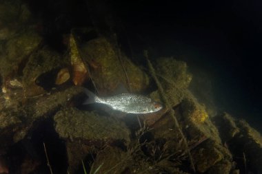 Rutilus hamamböceği gece dalışı sırasında. Roach gölün dibinde yüzüyor. Tatlı suda gece dalışı. 