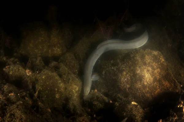 European Eel Night Dive Lake Long Anguilla Anguilla Bottom Long — Stock Photo, Image