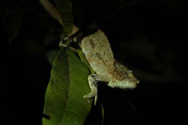 Madagaskar Ulusal Parkı 'ndaki şubede bulunan Calumma Crypticum. Şifreli bukalemun gece boyunca ormanda dinleniyor. Derinin rengini değiştirebilen hayvanlar.. 