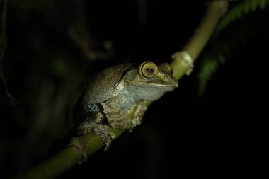 Madagaskar 'da gece boyunca Boophis madagascariensis. Gece kurbağası karanlıkta oturuyor. Sivri ağızlı küçük yeşil kurbağa.