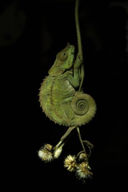 Madagaskar Ulusal Parkı 'ndaki şubede bulunan Calumma Crypticum. Şifreli bukalemun gece boyunca ormanda dinleniyor. Derinin rengini değiştirebilen hayvanlar.. 