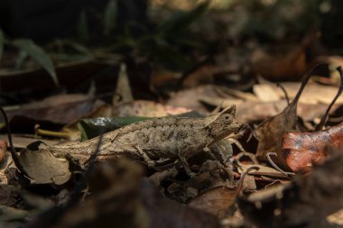 Madagaskar Ulusal Parkı 'nda yerde kahverengi yaprak bukalemunu var. Engelli bukalemun ormanda yavaşça yürüyor. Derinin rengini değiştirebilen hayvanlar.. 