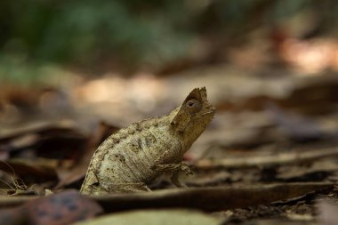 Madagaskar Ulusal Parkı 'nda yerde kahverengi yaprak bukalemunu var. Engelli bukalemun ormanda yavaşça yürüyor. Derinin rengini değiştirebilen hayvanlar.. 