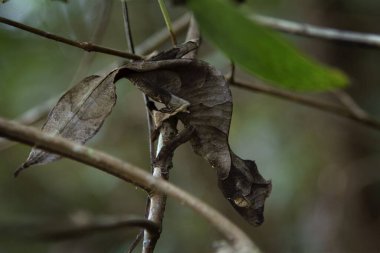 Şeytani yaprak Madagaskar 'da kertenkeleyi takip etti. Uroplatus Phantasticus yaprakların üzerinde saklanıyor. Yaprağa benzeyen Gecko. 