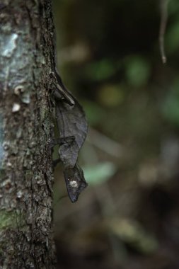 Şeytani yaprak Madagaskar 'da kertenkeleyi takip etti. Uroplatus Phantasticus yaprakların üzerinde saklanıyor. Yaprağa benzeyen Gecko. 