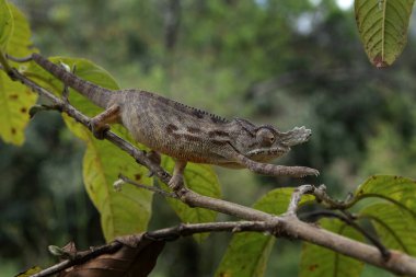 Madagaskar Ulusal Parkı 'ndaki şubede papazın bukalemunu var. Calumma Parsonii ormanda yavaşça yürüyor. Derinin rengini değiştirebilen hayvanlar.. 