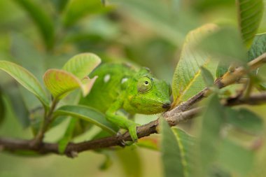 Perinet bukalemunu Madagaskar 'daki dala tırmanıyor. Ormandaki Calumma gastro taenia. Madagaskar parkında yeşil bukalemun.