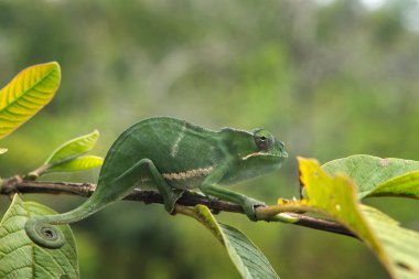 Furcifer Bifidus Madagaskar 'daki dala tırmanıyor. Ormanda büyük bir bukalemun. 