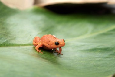 Madagaskar yaprakları üzerinde altın mantella. Mantella aurantiaca ormanda yerde yatıyor. Siyah gözlü küçük turuncu kurbağa..