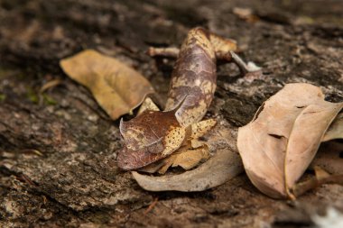 Şeytani yaprak Madagaskar 'da kertenkeleyi takip etti. Uroplatus Phantasticus yaprakların üzerinde saklanıyor. Yaprağa benzeyen Gecko. 