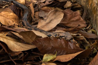 Acrantophis madagascariensis Madagaskar 'da kuru yaprakların arasında sürünüyor. Madagaskar ormanı zemin boa. Madagaskar Parkı 'ndaki kahverengi boa.