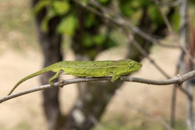 Madagaskar Ulusal Parkı 'ndaki şubede Perinet bukalemunu. Calumma gastrotaenia ormanda yavaşça yürüyor. Derinin rengini değiştirebilen hayvanlar.. 