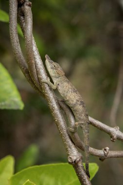 Madagaskar Ulusal Parkı 'ndaki şubede papazın bukalemunu var. Calumma Parsonii ormanda yavaşça yürüyor. Derinin rengini değiştirebilen hayvanlar.. 