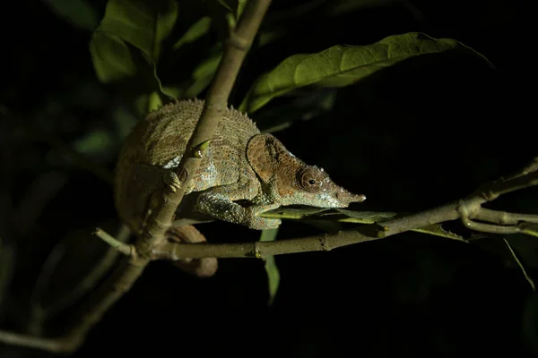 Calumma Crypticum Madagaszkári Nemzeti Parkban Rejtélyes Kaméleon Erdőben Pihen Éjszaka — Stock Fotó