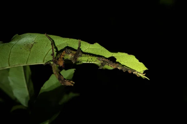 マダガスカルの葉の下に エクストラトマ ティアラトリアムが隠れています 森の中のパルテトラトマモカルシス 葉のように見える昆虫 昆虫の完全なカモフラージュ — ストック写真