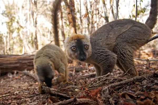 Red Lemur Madagascar National Park Lemurs Feeding Ground Typical Animal — Stock Photo, Image